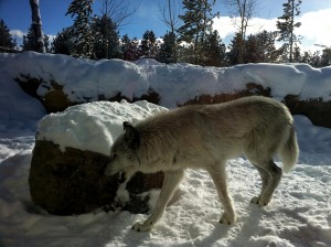 Grey Wolf  Bear and wolf closure West Yellowstone, MT January 2013 